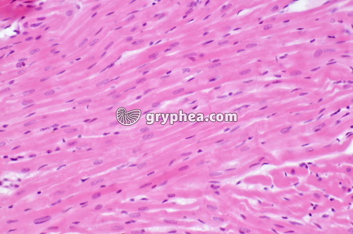 Mucle cardiaque CL x100 - gryphea.com